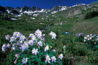 American Basin and an early appearing stand of Blue Columbine.