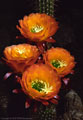 Flower group of the nocturnal Echinopsis hybrig 'Apricot Glow'.