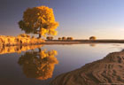 November - Autumn Cottonwood Tree reflected in a pool by the Rio Grande River, New Mexico