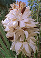 A large cluster of flowers of the Yucca bacatta, found on the lower route to Indian Hollow.