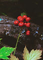 In the fall, along the trail to Blue Lakes, you can sometimes find the attractive berries of the Baneberry.