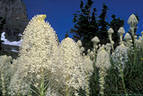 A large stand of Beargrass at Logan Pass, in Glacier National Park, Montana.