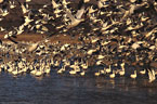 Snow Geese begin their flight to feeding areas.
