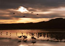 In late evening, Sandhill Cranes begin their return to their roosting area.