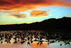 Sunset, colorful clouds, and Sandhill Cranes at Bosque del Apache National Wildlife Refuge, New Mexico.