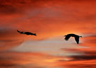 Cranes in flight against an awesome sunset.