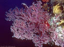 A fan-shaped burgundy Soft Coral with Sea Fans on a near-vertical wall at Kadavu, Fiji