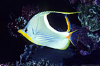 Saddled Butterfly fish (Chaetodon ephippium)  -  Supermarket Reef,  Mana, Fiji