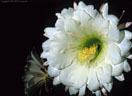 A flower of Echinopsis (Trichocereus) Candicans, the Argentine Giant Cactus