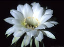 A flower from the night-blooming Echinopsis multiplex (?)