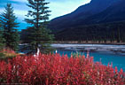 Fireweed in Autumn colors along the North Saskatchewan River, Banff National Park, Alberta, Canada
