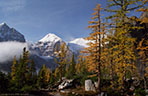 Larches in fall colors from Big Beehive, Banff National Park, Alberta, Canada