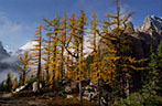 Larch grove in fall colors, and in the background Devils Thumb and Mount Whyte, Big Beehive, Banff National Park.