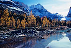Golden Fall larches at Hungabee Lake, with Mounts Hungabee and Biddle in the background.