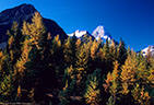 Larches, and in the background Mount Assiboine, Mount Assiniboine Provincial Park.