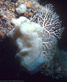 White Sponge with pale pink Lace Coral, Eden Caves, Grand Cayman Island, BWI