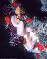 Purple Lace Coral, White Sponges and small invertebrates, Eden Caves, Grand Cayman Island, BWI