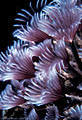 A Cluster of purple Social Feather Duster Worms  on the Balboa Wreck, Grand Cayman Island, BWI