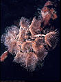 a richly colored cluster of Social Feather Duster Worms, on a Finger Sponge, Roatan, Bay Islands, Honduras