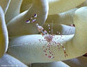Cleaner Shrimp Periclimenes yucatanicus on an Anemone tentacle,  Little Cayman Island, BWI