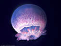 A swimming Cannonball Jellyfish from the coastal waters off Trujillo, Honduras