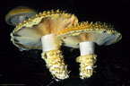 The mushroom Floccularia (Armillaria) albolanaripes was an unusual encounter along the Blue Lakes Trail.