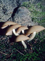 Small mushroom group (Lactarius sp ?), Blaine basin Trail.