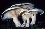 Large unidentified mushroom found along the Blaine Basin Trail.