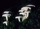 This tiny group of unidentified mushrooms was found in Moss along the lower Blue Lakes Trail.