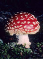 The Amanita Muscaria, certainly one of the most photogenic of mushrooms., Blaine Basin Trail