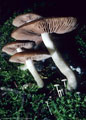 Attractive mushroom (Lactarius ?) in Moss, Blue Lakes Trail