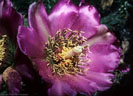 A large showy flower of the  Opuntia imbricata or 'Shingle Cholla'. - Trail to Dripping Springs 