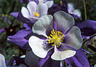 A closer look at a flower of the Colorado Blue Columbine.