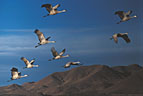 Flight of Sandhill Cranes against a desert mountain backdrop.
