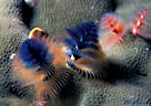 Multicolored Christmas Tree Worms (Serpulids), Marion Reef, Coral Sea, Australia