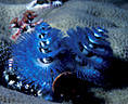 Blue  Christmas Tree Worm, one of many on a single coral mound. Astrolabe Reef, Kadavu, Fiji