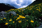 Dandelions cover a  meadow near South Mineral Creek Campground. 
