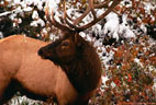 An Elk at Vermillion Lakes pauses from feeding on rose hips, Banff National Park, Alberta, Canada
