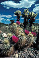 Hedgehog Cactus and Teddy Bear Chollas, Kofa Mountains, Arizona