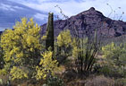 Palo verde in blossom along Ajo Mountain Drive, Organ Pipe National Monument, Arizona