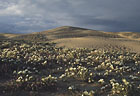 Stand of Desert Primrose in the Algodones Sand Dunes of eastern California