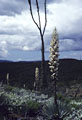 Stormy skies with Cirios and blooming Yuccas near Rancho Areoso.