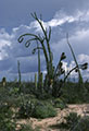 Stormy skies, Cirios, and Yucca validas, Punta Prieta, Baja California Norte