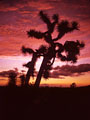 Sunset silhouettes an old Joshua Tree , Arizona desert north of Wickenburg 