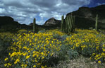 Organ pipe cactus, saguaros, and a large stand of brittlebush,  Ajo Mountain Drive
