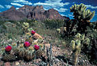 Flowering Hedgehog Cactus and Teddy Bear Cholla, Kofa Mountains, Arizona