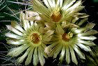 Blossoms of the endangered cactus Copypantha scheeri, Organ Mountains, New Mexico