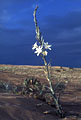An Ajo Lily blooms in the Algodones dunes of California