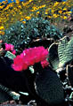 Flowering Beavertail Cactus and Brittlebush, Kofa Mountains, Arizona