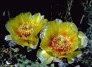 Blossoms of Long Thorned Prickly Pear, Organ Mountains., New Mexico